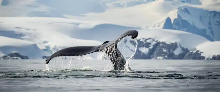 Baleine-Antarctique-Ponant-Sarica-2-768×323