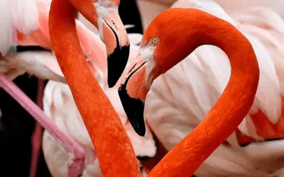 Fascinating Flamingos
