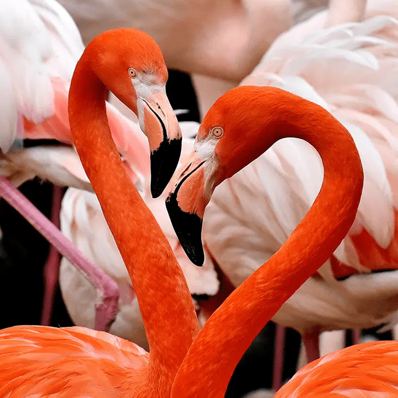 Flamingo-header