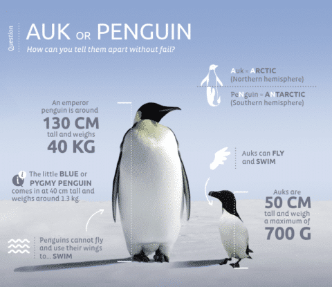 Auk or Penguin: How to Tell the Difference | Magazine PONANT