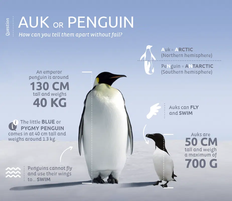 Penguin Fact Sheet, Blog, Nature