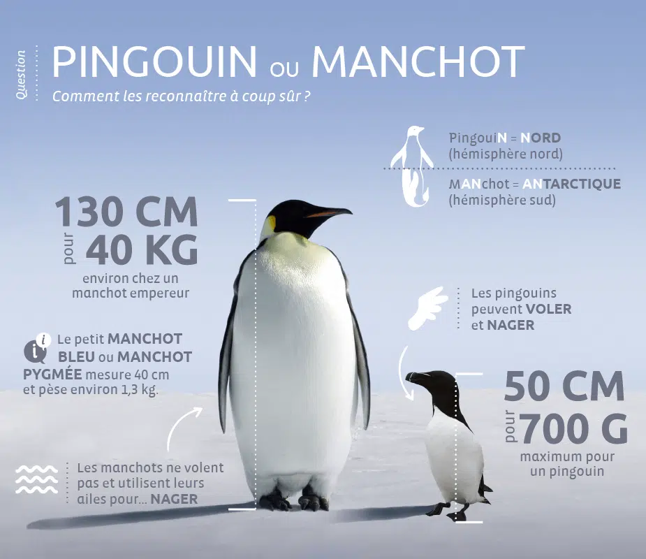 Pingouins-vs-manchot-V3