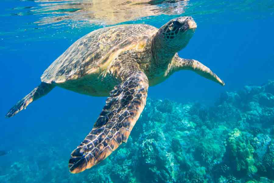 Tortue-Fernando Tortue-Fernando