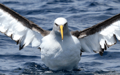 Albatross Conservation in the Subantarctic Islands