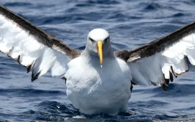 Rencontre avec les albatros