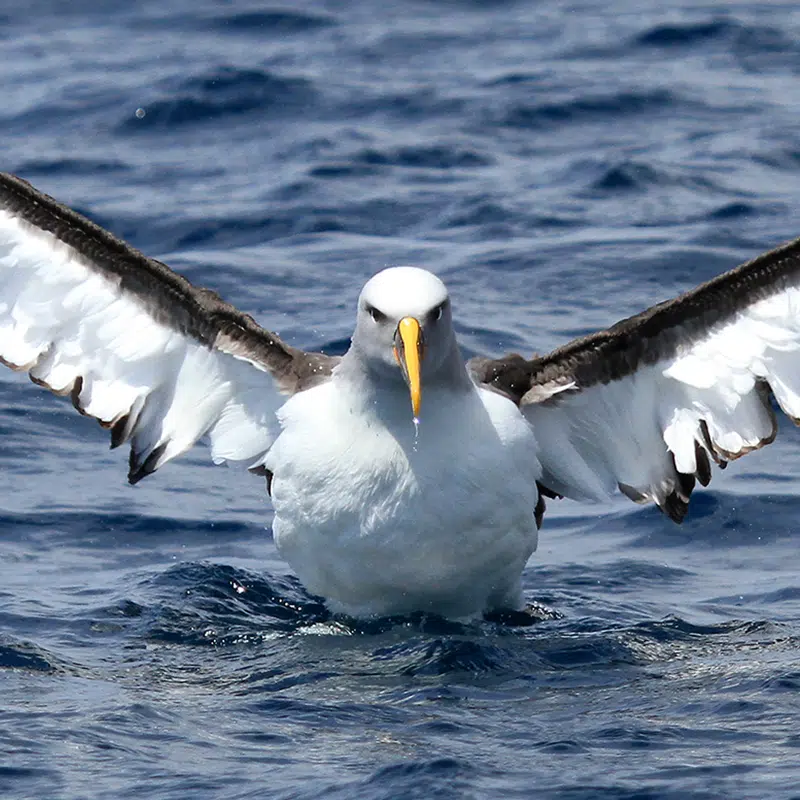 albatross-header