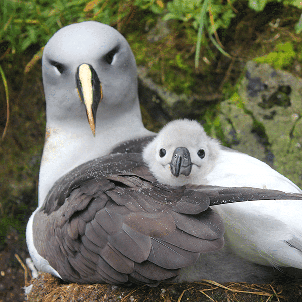 albatross-push-600x600 albatross-push-600×600
