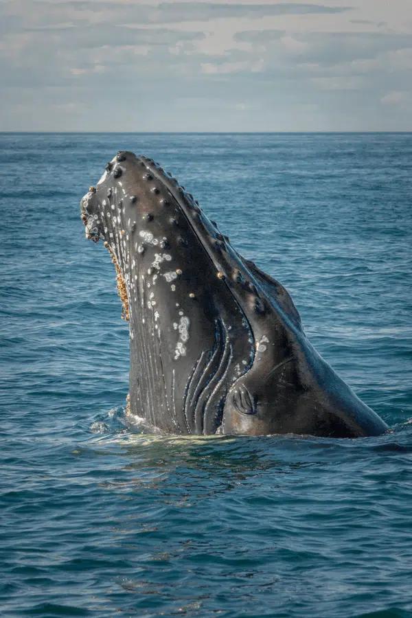 baleine-fleuve-saint-laurent