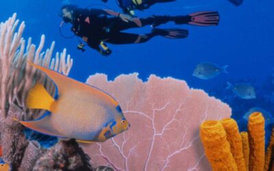 Tout savoir sur la barrière de corail du Belize