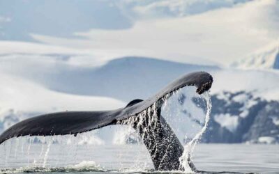 The whale marathon…