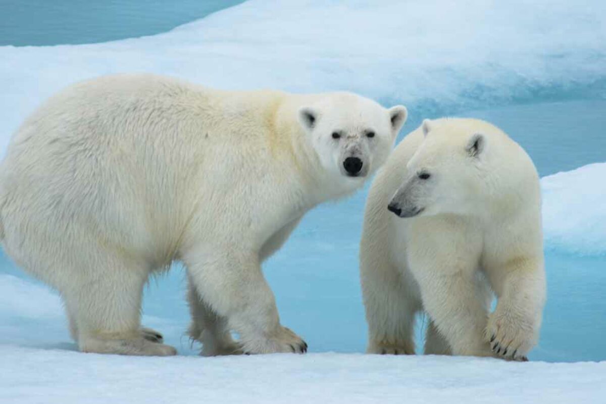 L'ours polaire, plus blanc que blanc ? | Magazine PONANT