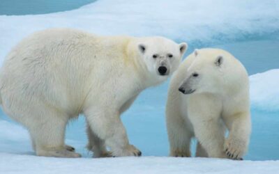 Polar bears, as white as snow