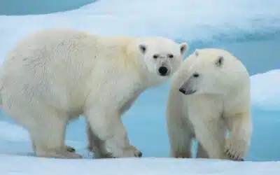 L’ours polaire, plus blanc que blanc ?