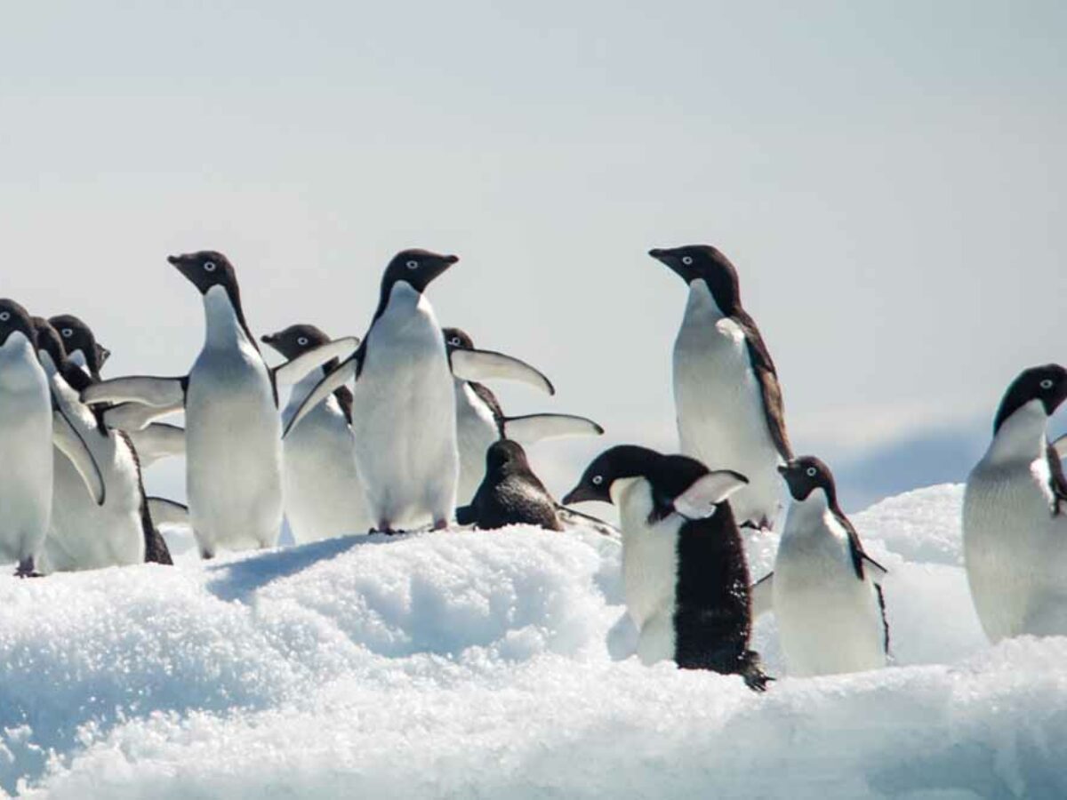 Pingouin ou Manchot : Comment Faire la Différence