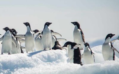 Pingouin VS Manchot : le match