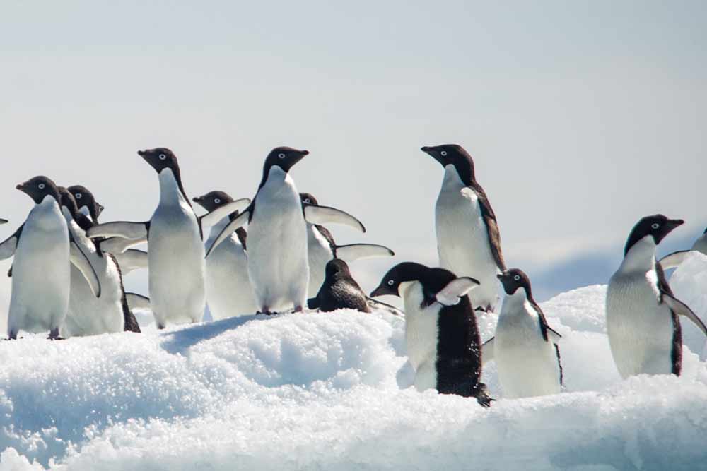 Pingouin ou Manchot : Comment Faire la Différence ?