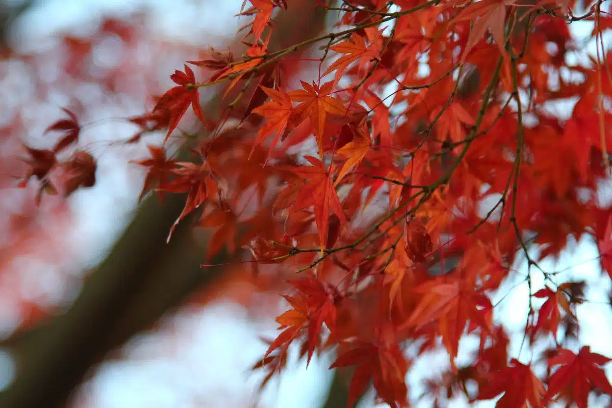 photo-japon-automne-feuille-erable-1200×800