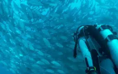 Hidden treasures and magnificent animals: the best scuba diving spots