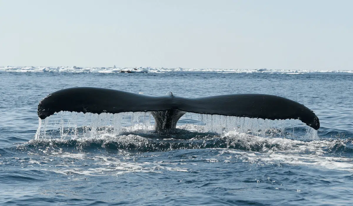 A tale of a voyage to the Arctic, a pristine continent