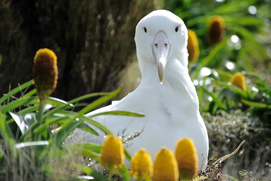 southern-royal-albatross-900×600