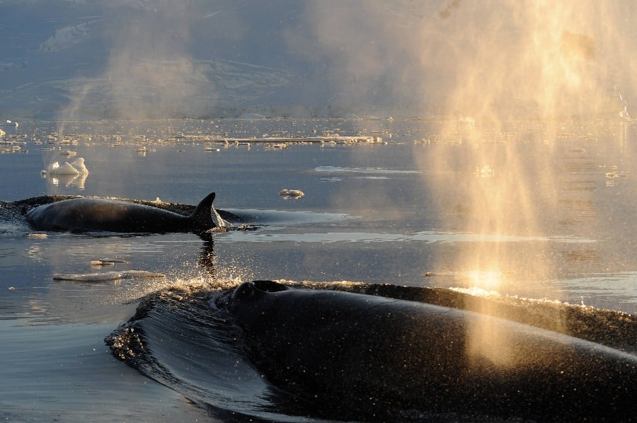2-Minke-whale-Sortie-de-la-baie-de-Neko-Antarctique-©-Studio-Ponant-_-Nathalie-Michel-1