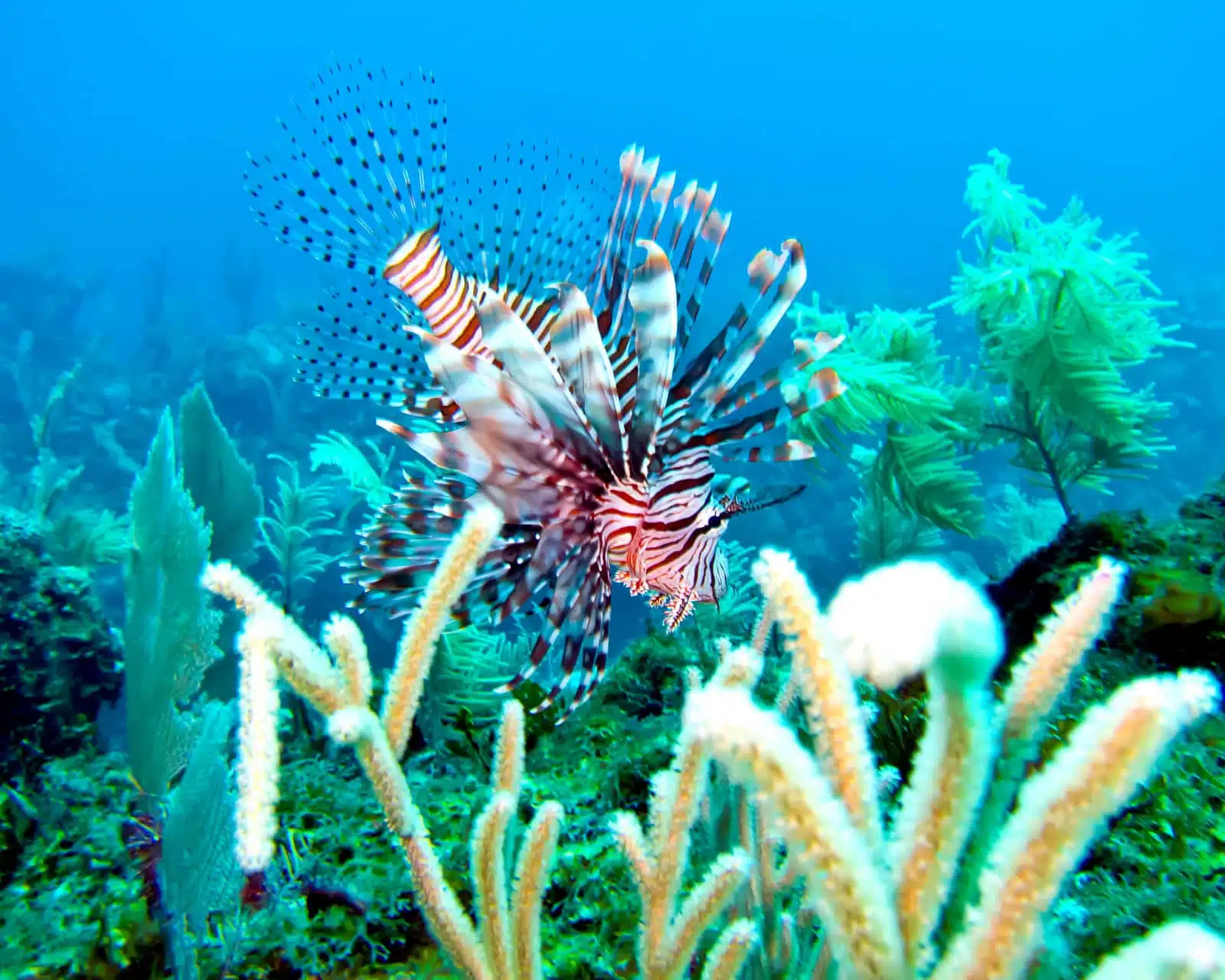 Lionfish Caye Chapel Caye Caulker Marine Reserve Belize