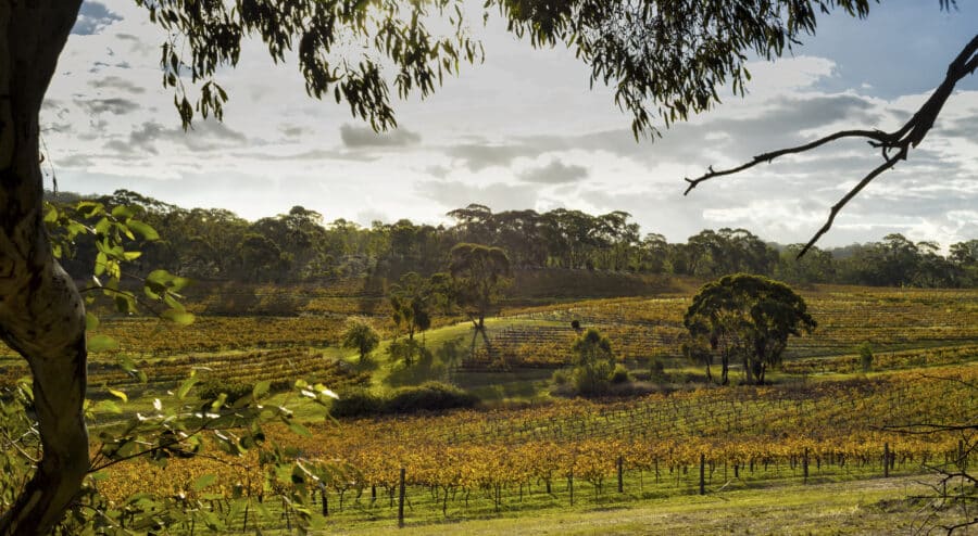 Vineyard South Australia