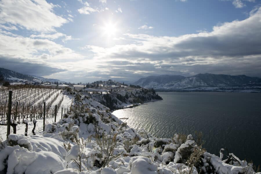 Winter Vineyard Okanagan Valley Winter Vineyard Okanagan Valley