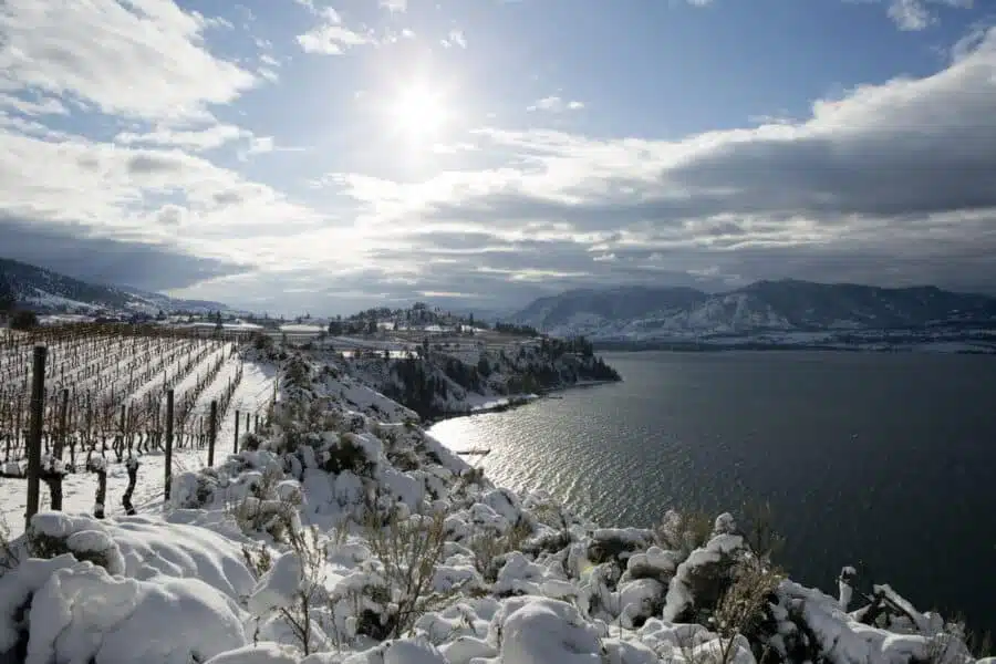 Winter Vineyard Okanagan Valley