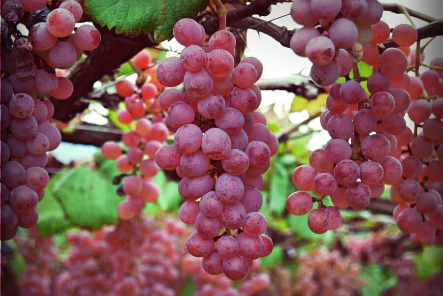Koshu Grape Koshu Grape