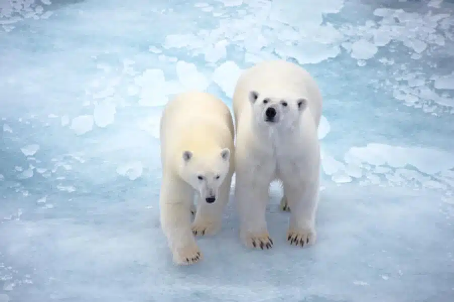 Où Voir des Ours et les Observer dans le Monde Entier