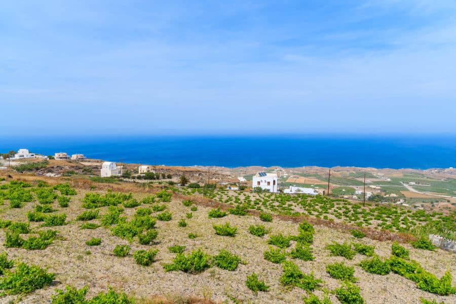 A view of vineyards with blue sea in background on Santorini island, Greece A view of vineyards with blue sea in background on Santorini island, Greece
