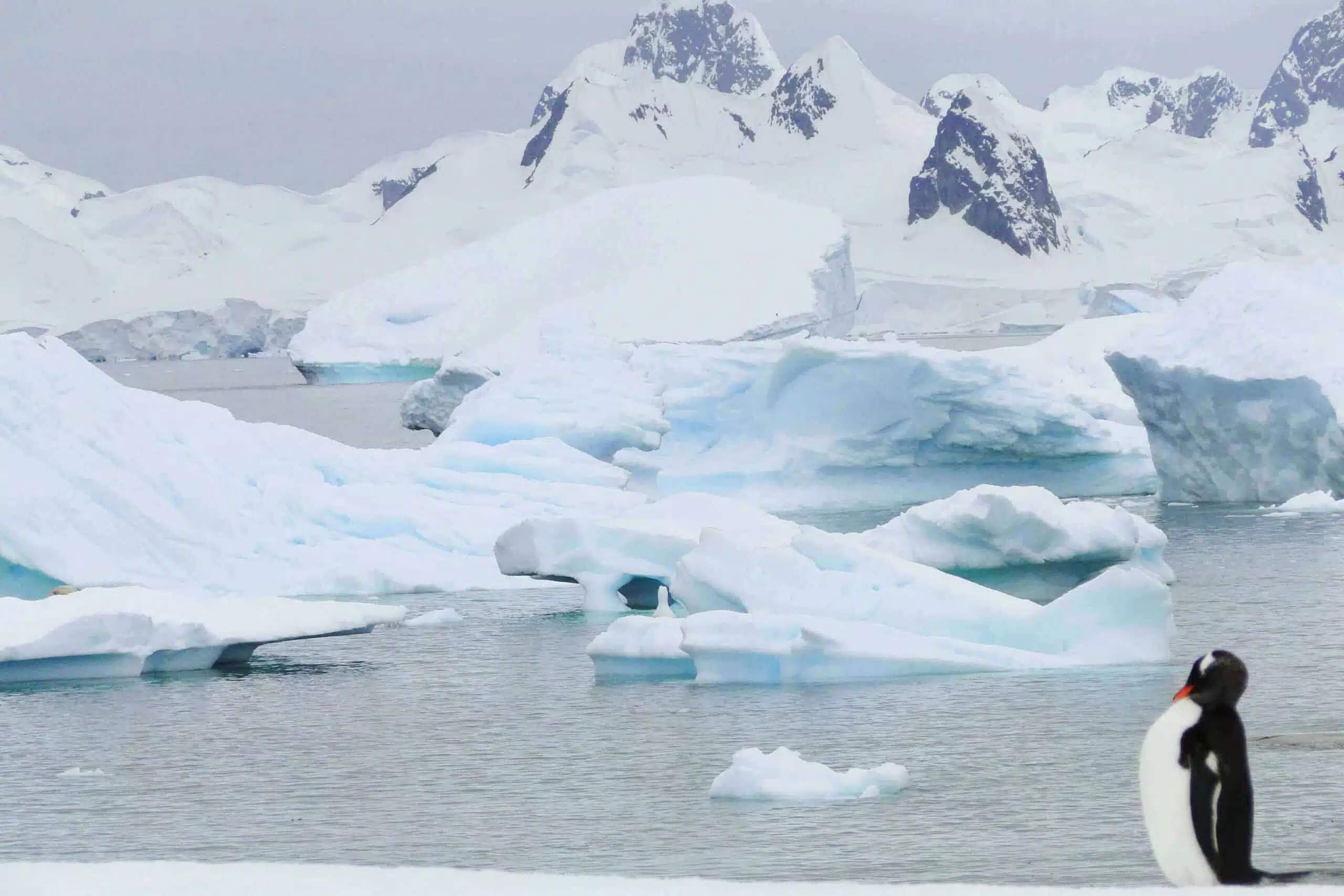 antarctique antarctique