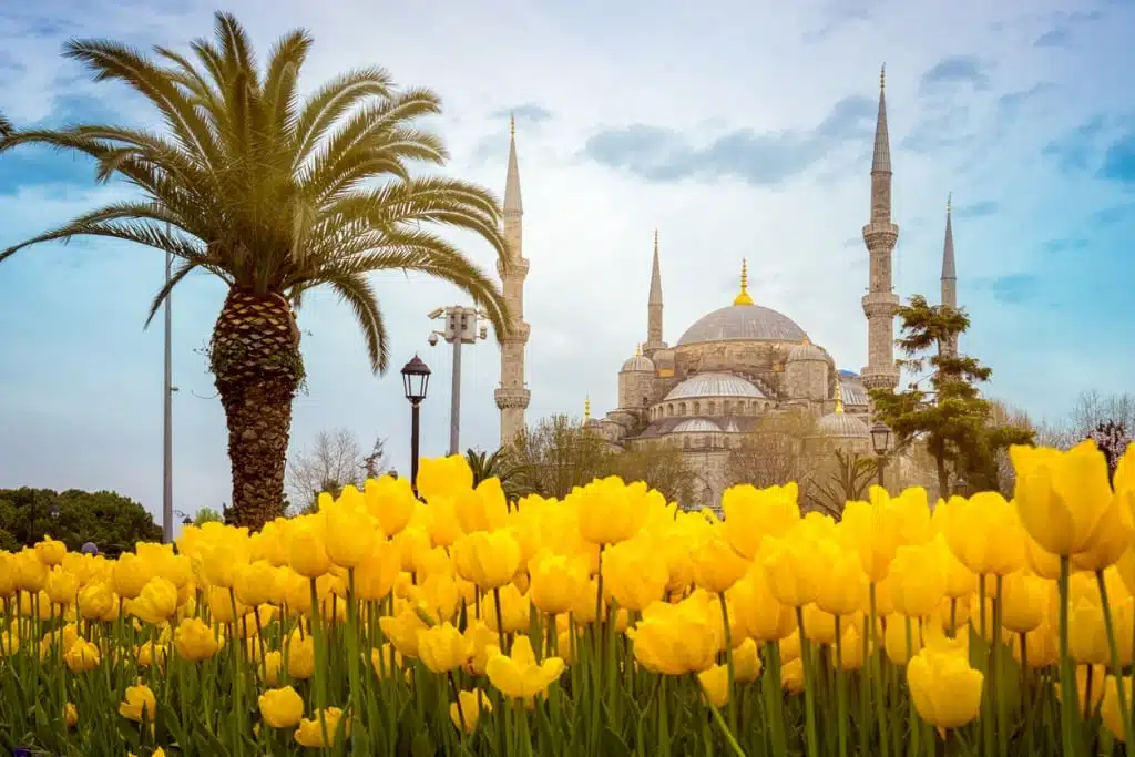 blue-mosque-istanbul-turkey-palm-tree-and-yellow-tulips-on-the-first-picture-id1143078082