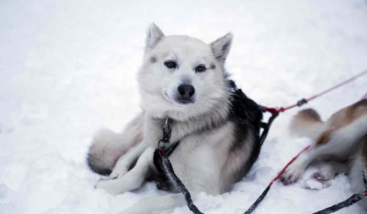 chien-traineau-neige chien-traineau-neige