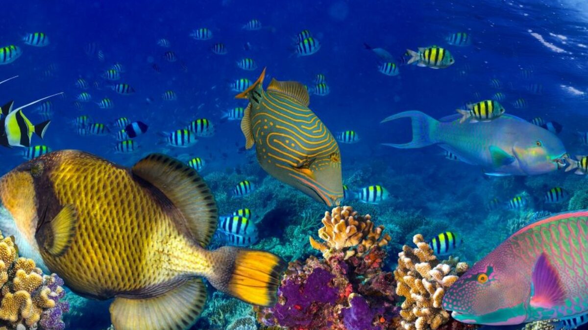 Diving in the Caribbean: the most beautiful spots
