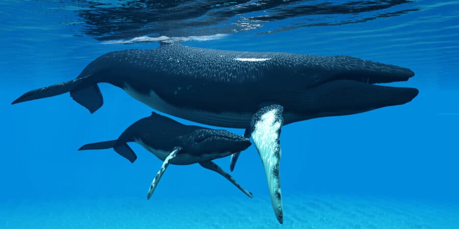 Mother and Baby Humpback Whales