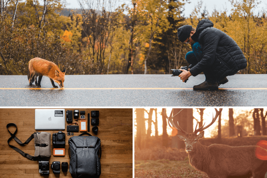 photographier-animaux-en-voyage photographier-animaux-en-voyage