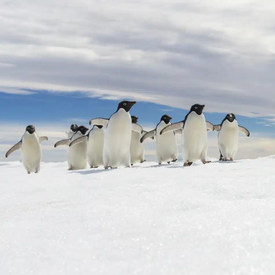 pingouins-push