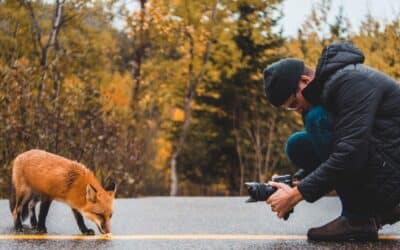 Comment réussir ses photos d’animaux ?