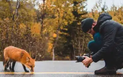 How to take successful wildlife photos