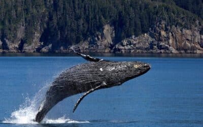 Les meilleurs endroits pour observer les baleines