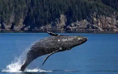 Les meilleurs endroits pour observer les baleines