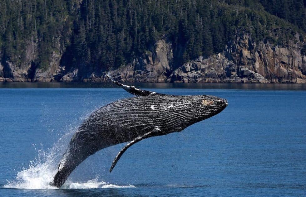 Où Voir des Baleines Guide pour l'Observation des Baleines Magazine — free download