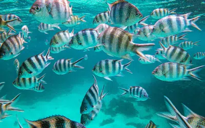 Fascinating marine worlds of the Seychelles