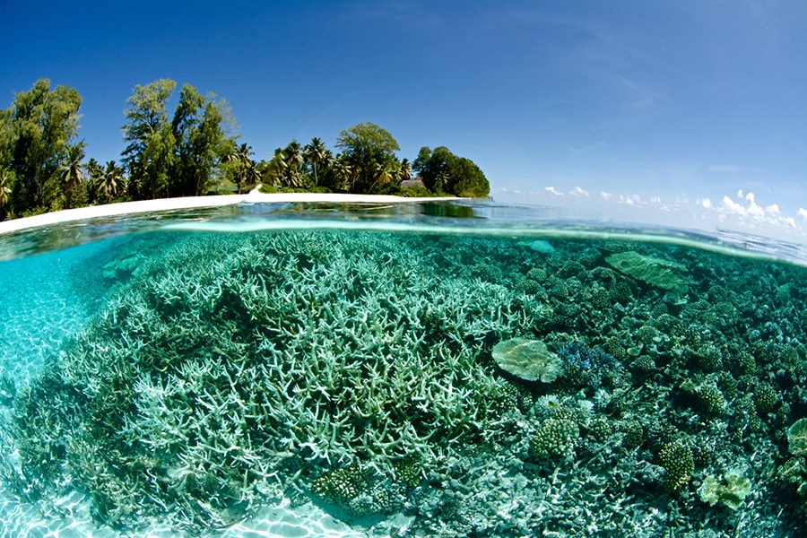 ©iStock-RainervonBrandis-531870704_Corail-récif-Il ©iStock-RainervonBrandis-531870704_Corail-récif-Il