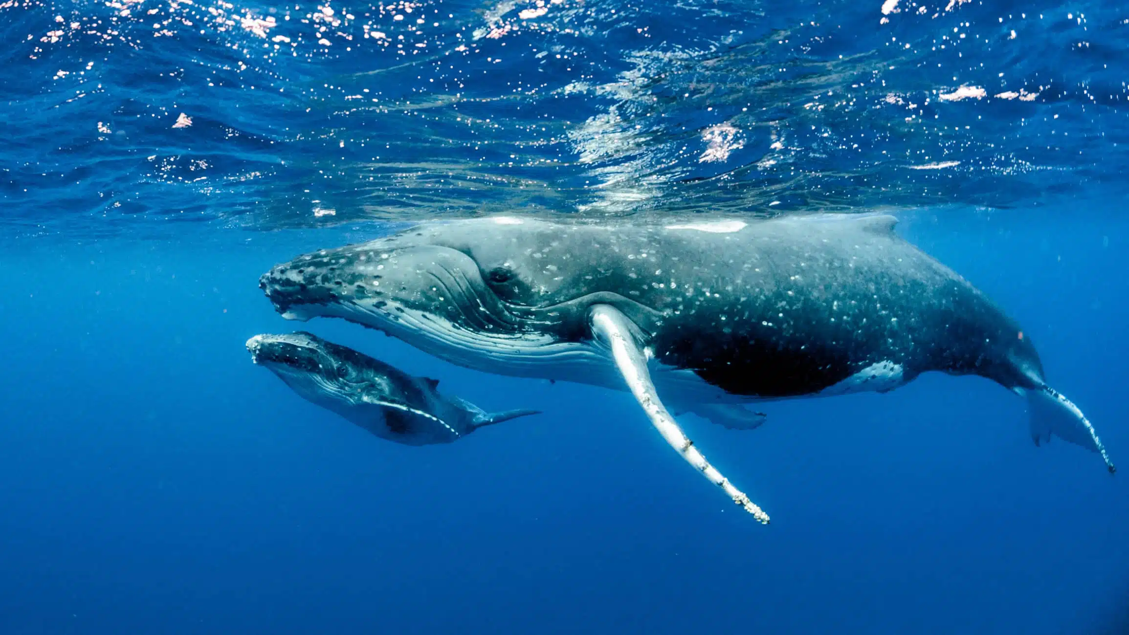 Vues sous-marine d'une baleine et de son baleineau sous la surface de l'eau