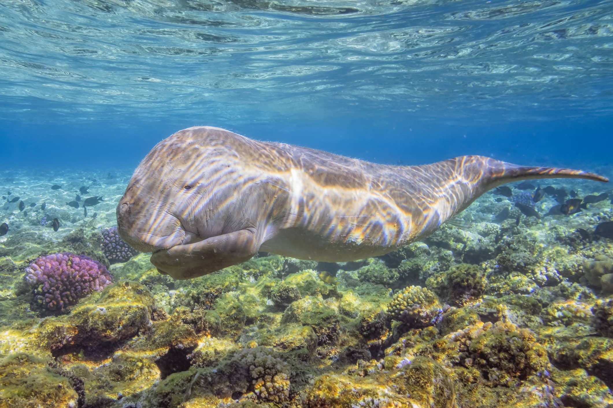 Tourisme : jeune dugong nageant au-dessus de récifs coralliens