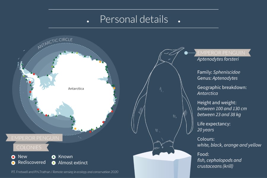 manchot-empereur-antarctique Learn all there is to know about the Emperor Penguin and its reproductive cycle
