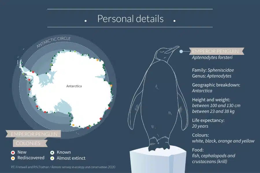 Learn all there is to know about the Emperor Penguin and its reproductive cycle
